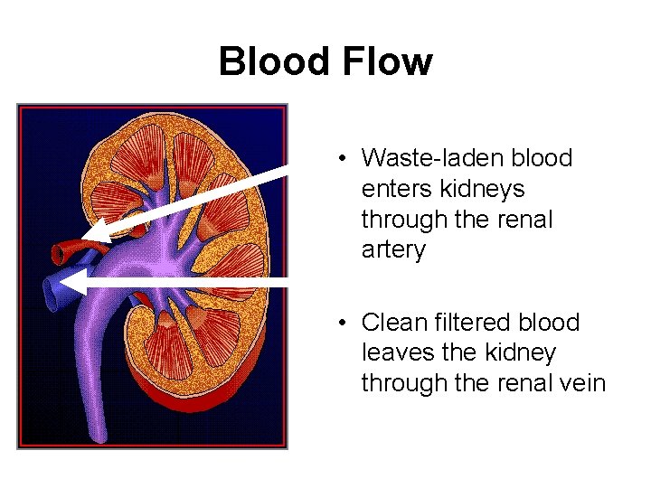 Blood Flow • Waste-laden blood enters kidneys through the renal artery • Clean filtered