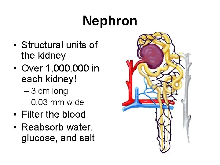 Nephron • Structural units of the kidney • Over 1, 000 in each kidney!