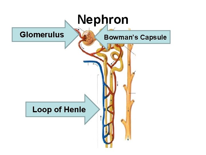 Nephron Glomerulus Loop of Henle Bowman’s Capsule 