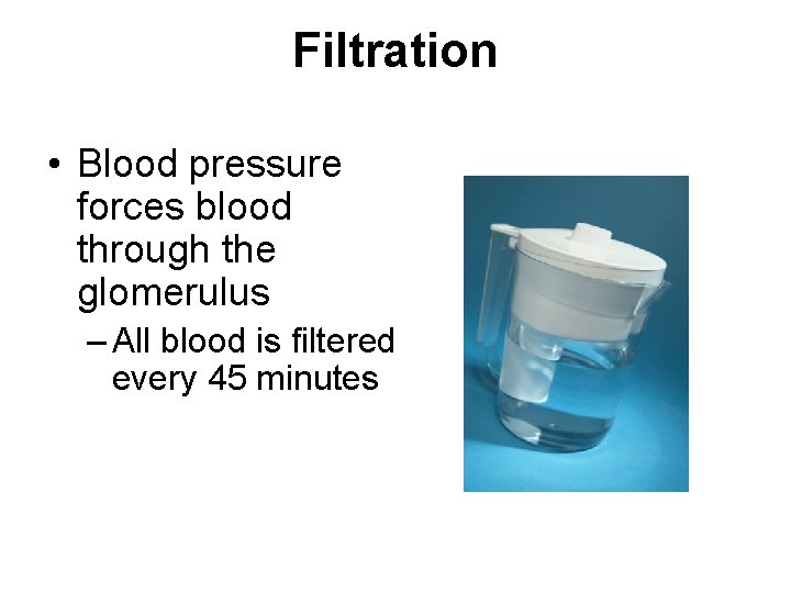 Filtration • Blood pressure forces blood through the glomerulus – All blood is filtered