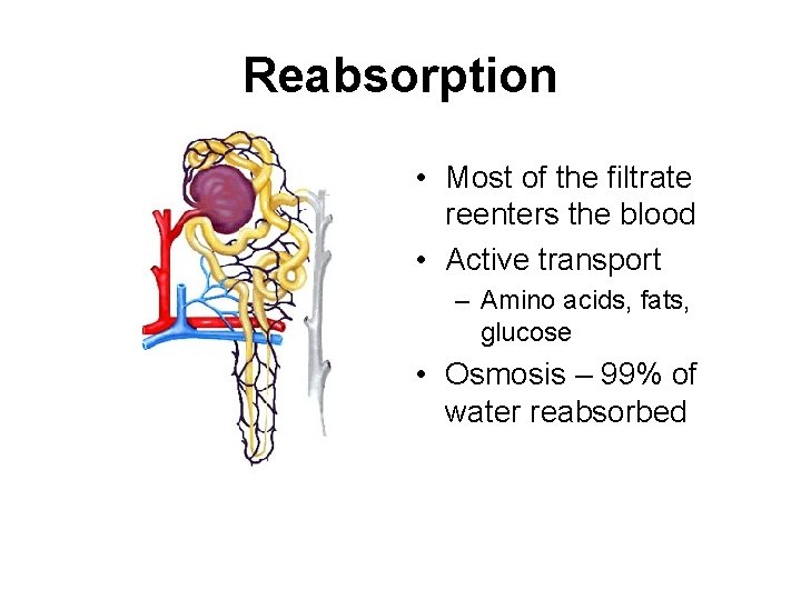Reabsorption • Most of the filtrate reenters the blood • Active transport – Amino