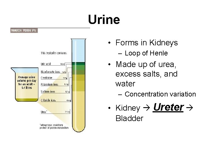 Urine • Forms in Kidneys – Loop of Henle • Made up of urea,
