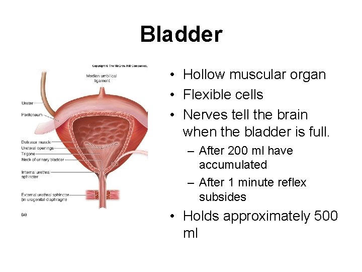 Bladder • Hollow muscular organ • Flexible cells • Nerves tell the brain when