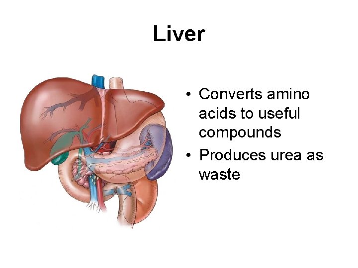 Liver • Converts amino acids to useful compounds • Produces urea as waste 