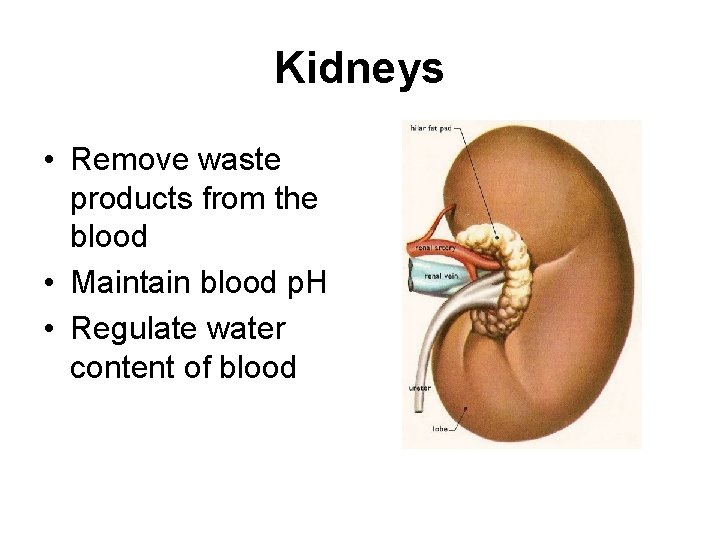 The Excretory System Functions Excretion Filtering metabolic wastes
