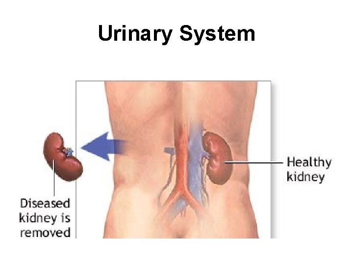 Urinary System 