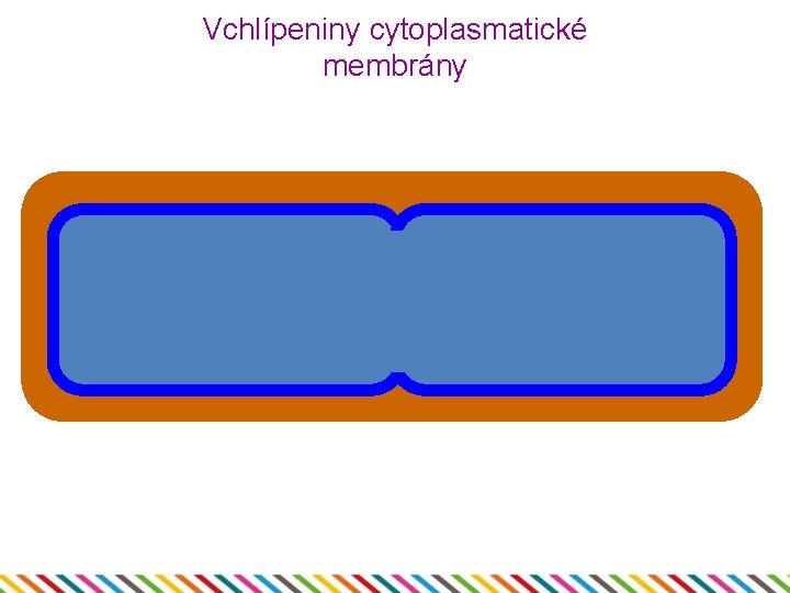 Vchlípeniny cytoplasmatické membrány 