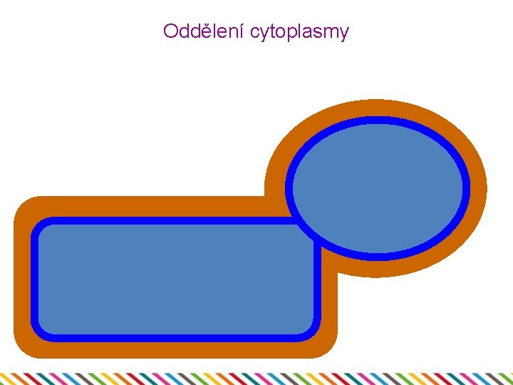 Oddělení cytoplasmy 
