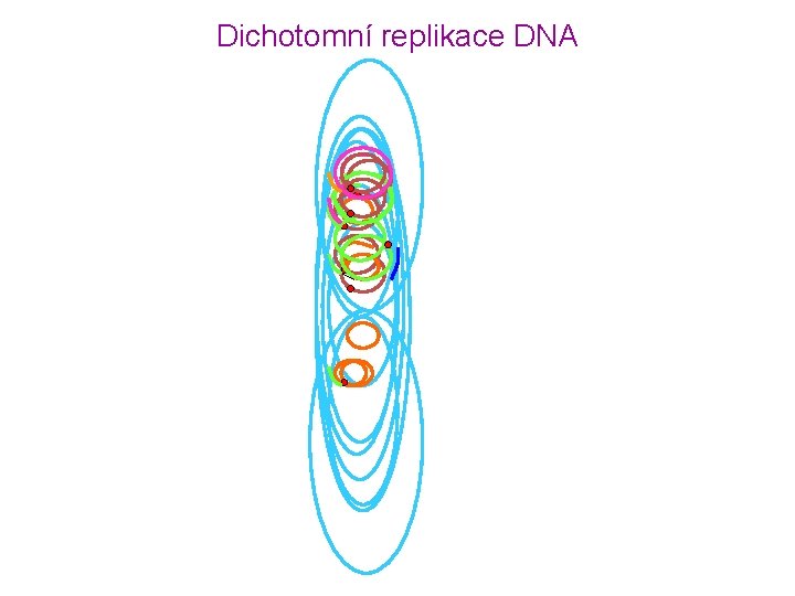 Dichotomní replikace DNA 