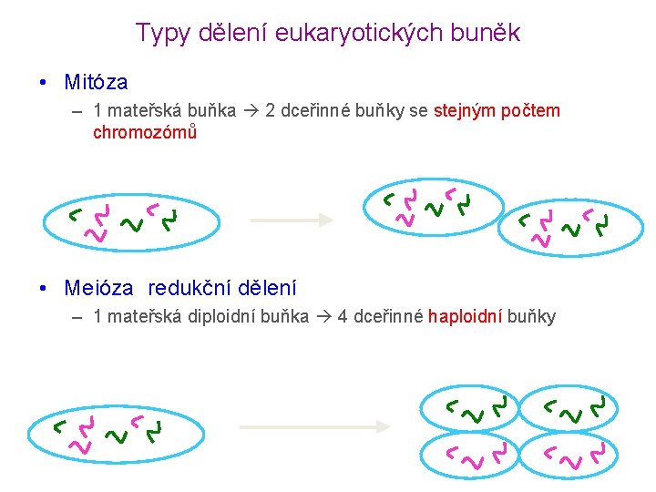 Typy dělení eukaryotických buněk • Mitóza – 1 mateřská buňka 2 dceřinné buňky se