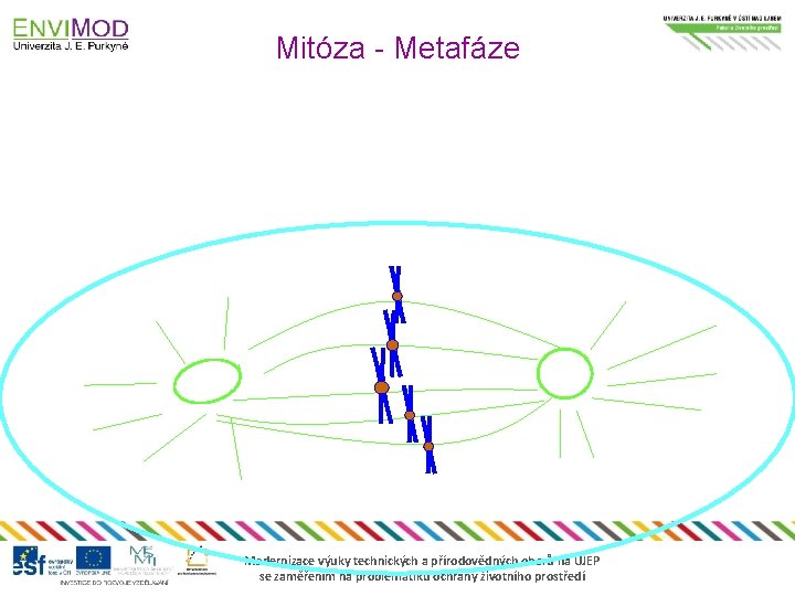 Mitóza - Metafáze Modernizace výuky technických a přírodovědných oborů na UJEP se zaměřením na