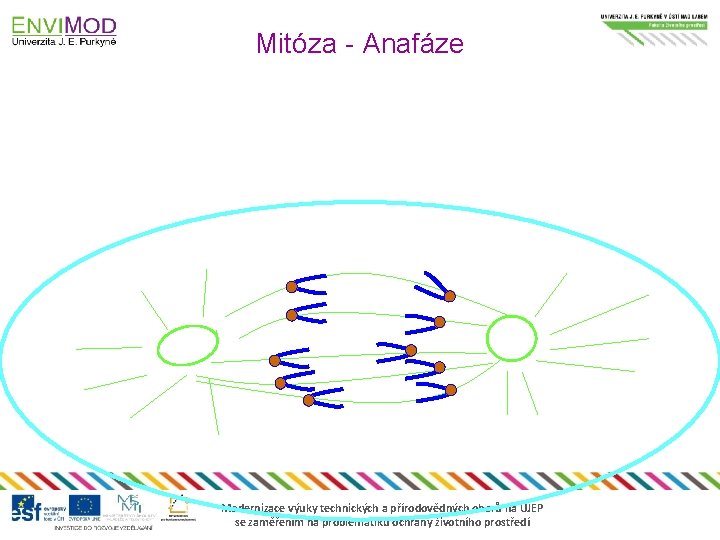 Mitóza - Anafáze Modernizace výuky technických a přírodovědných oborů na UJEP se zaměřením na