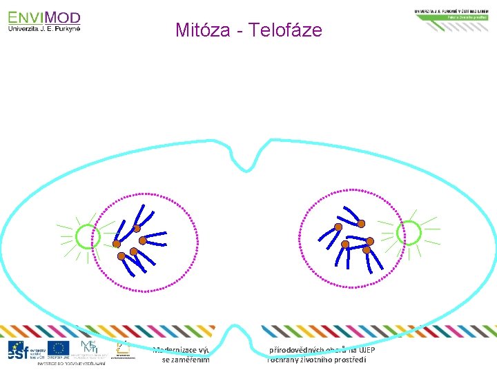 Mitóza - Telofáze Modernizace výuky technických a přírodovědných oborů na UJEP se zaměřením na
