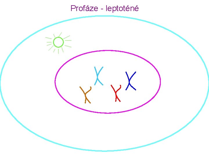 Profáze - leptoténé 