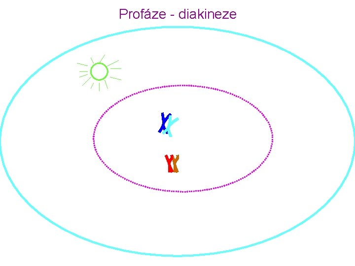 Profáze - diakineze 