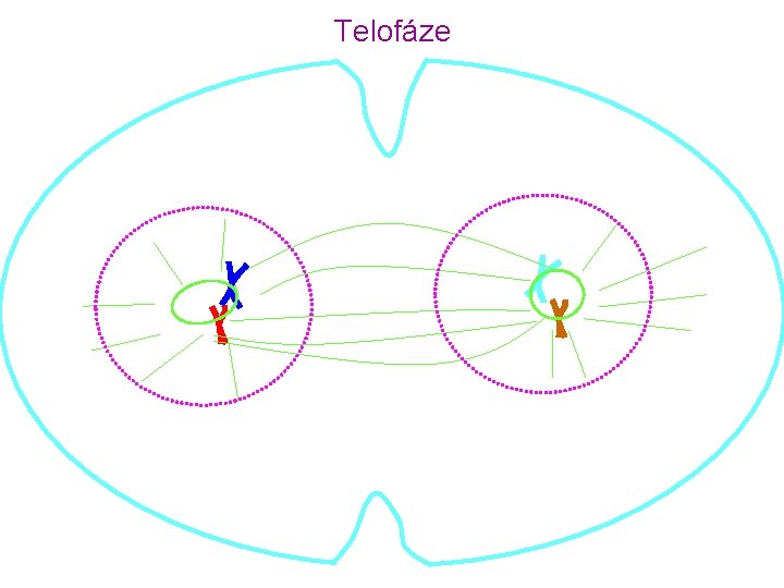 Telofáze 