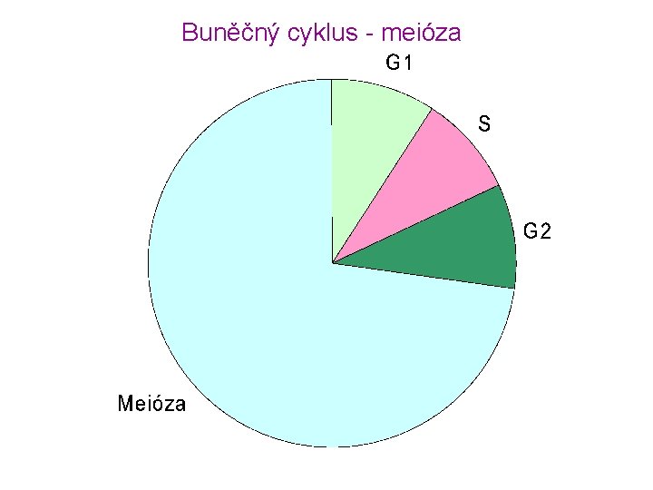 Buněčný cyklus - meióza 