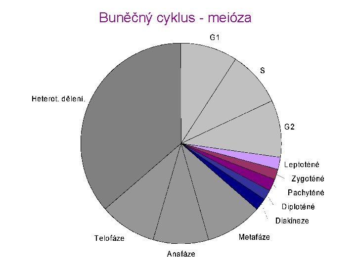 Buněčný cyklus - meióza 