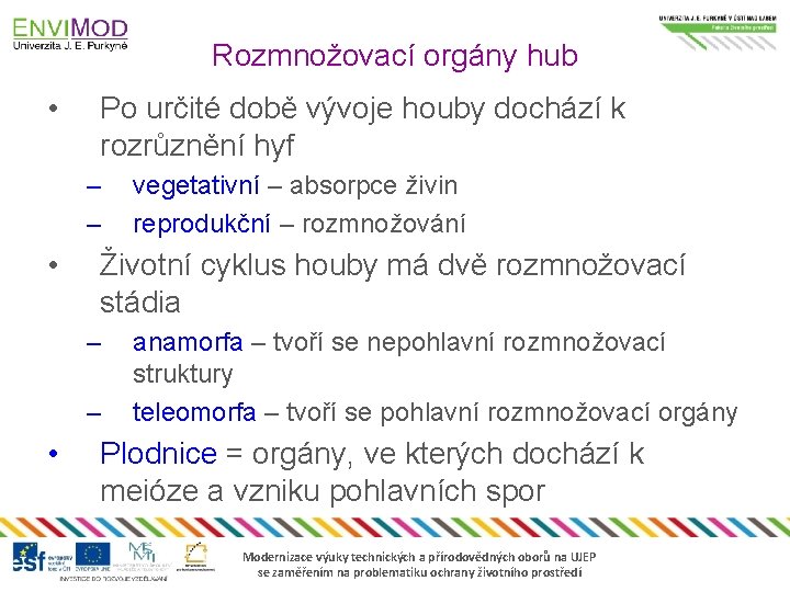 Rozmnožovací orgány hub • Po určité době vývoje houby dochází k rozrůznění hyf –