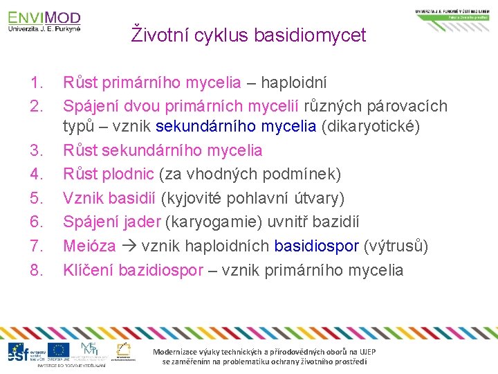 Životní cyklus basidiomycet 1. 2. 3. 4. 5. 6. 7. 8. Růst primárního mycelia