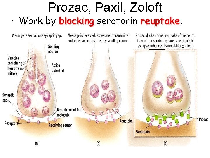 Prozac, Paxil, Zoloft • Work by blocking serotonin reuptake 