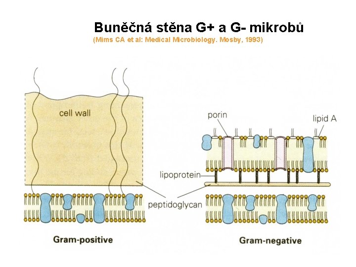  Buněčná stěna G+ a G- mikrobů (Mims CA et al: Medical Microbiology. Mosby,