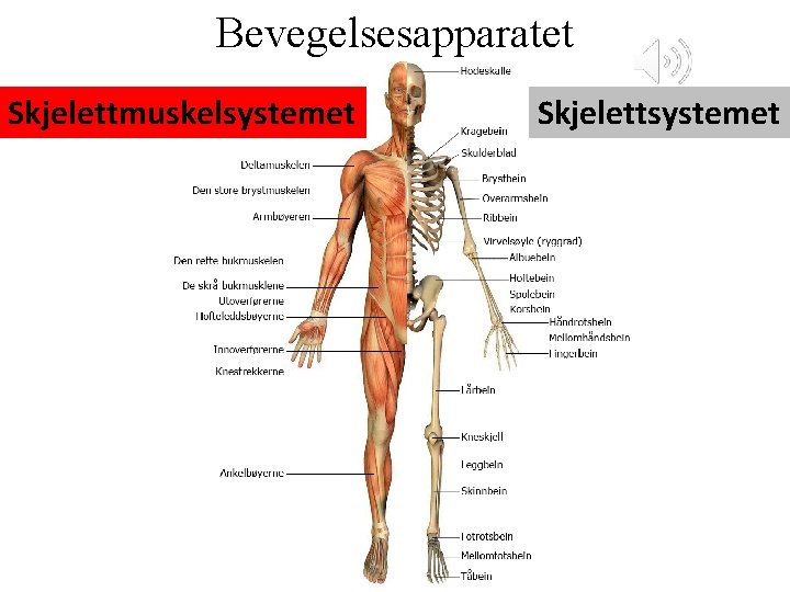 Bevegelsesapparatet Skjelettmuskelsystemet Skjelettsystemet 