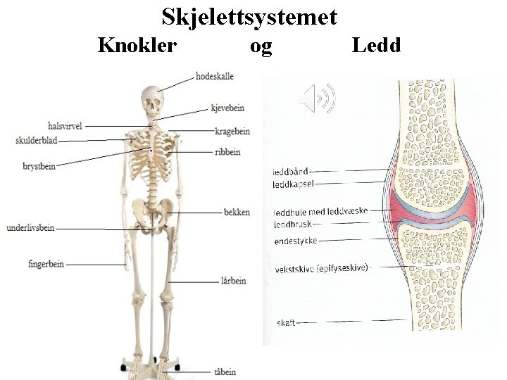 Skjelettsystemet Knokler og Ledd 