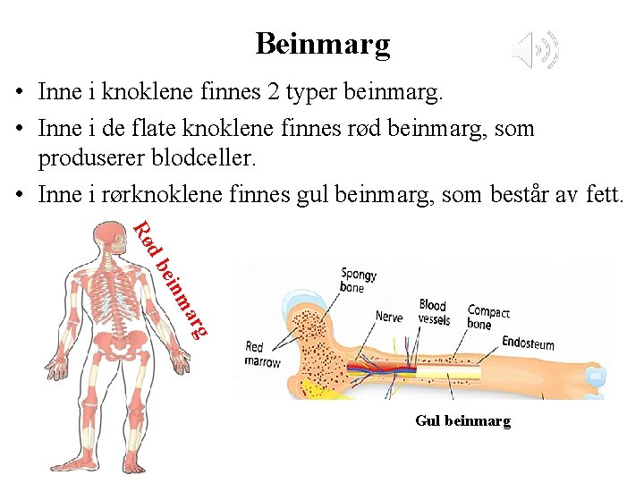 Beinmarg • Inne i knoklene finnes 2 typer beinmarg. • Inne i de flate