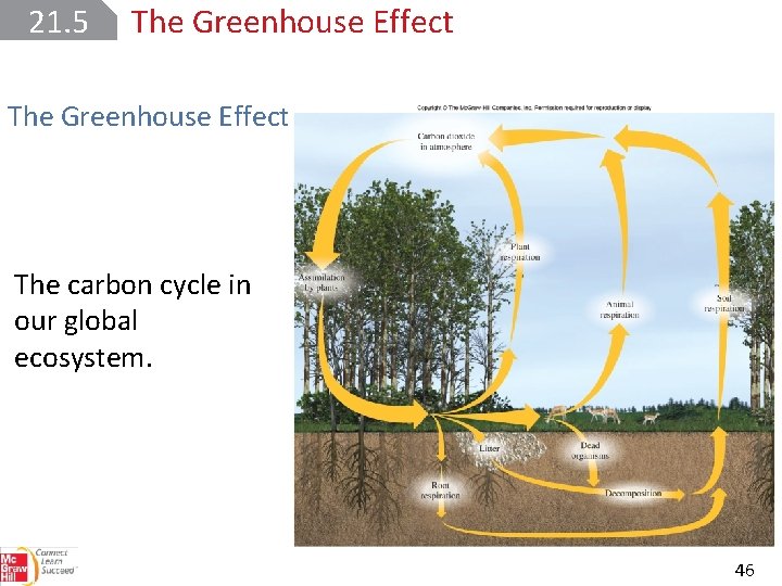 21. 5 The Greenhouse Effect The carbon cycle in our global ecosystem. 46 