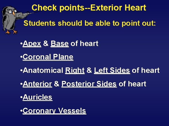 Check points--Exterior Heart Students should be able to point out: • Apex & Base