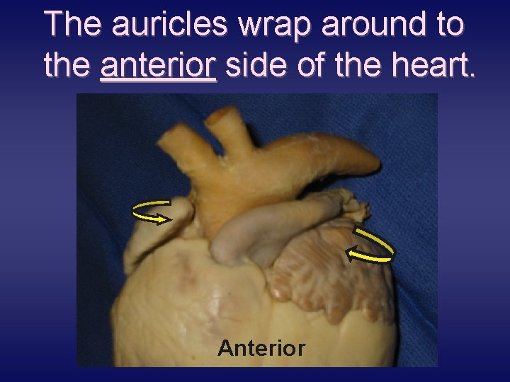 The auricles wrap around to the anterior side of the heart. Anterior 
