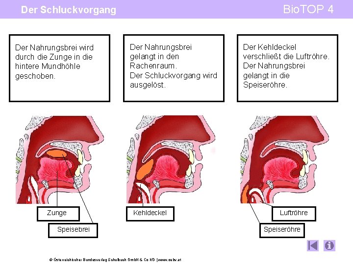 Bio. TOP 4 Der Schluckvorgang Der Nahrungsbrei wird durch die Zunge in die hintere