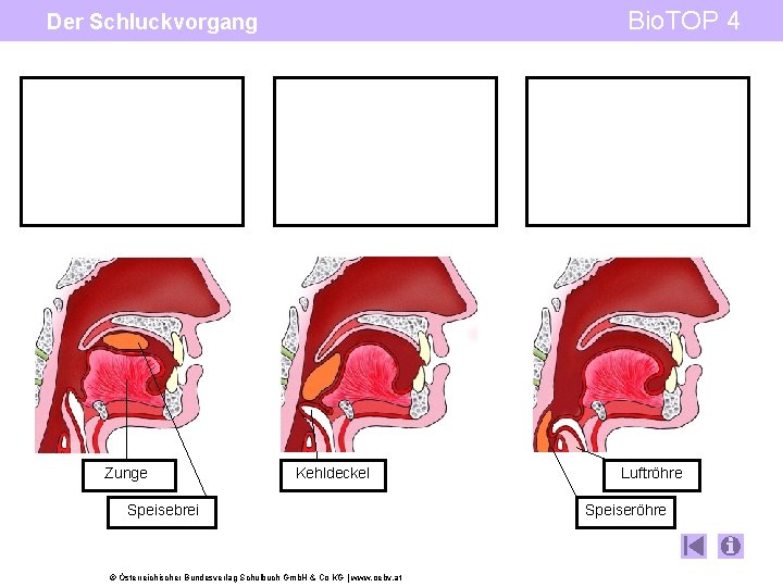 Bio. TOP 4 Der Schluckvorgang Zunge Kehldeckel Speisebrei © Österreichischer Bundesverlag Schulbuch Gmb. H