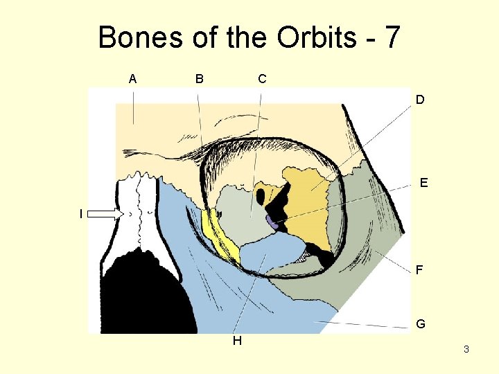 Bones of the Orbits - 7 A B C D E I F G