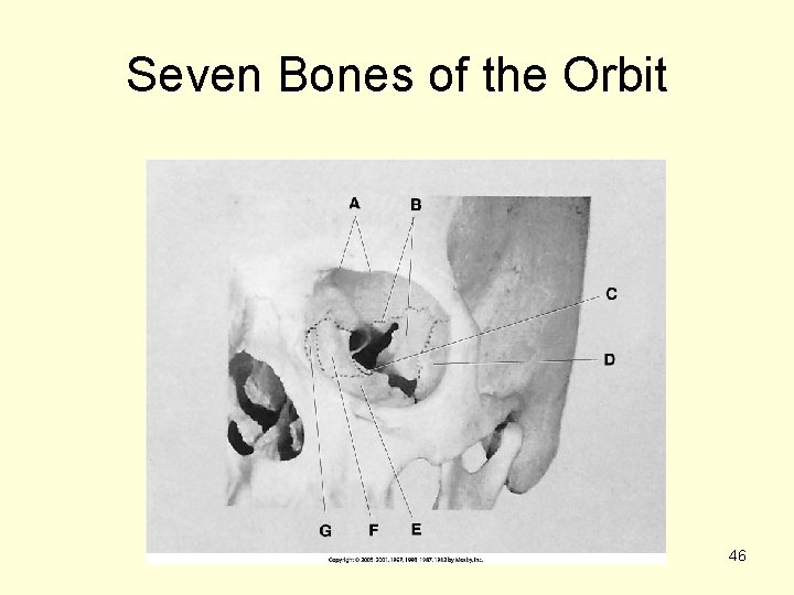 Seven Bones of the Orbit 46 Seven Bones of the Orbit 46