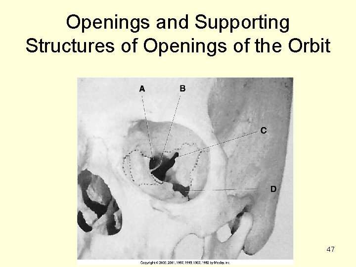 Openings and Supporting Structures of Openings of the Orbit 47 