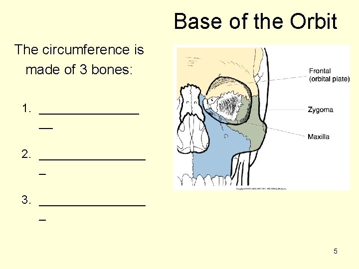 Base of the Orbit The circumference is made of 3 bones: 1. ________ __