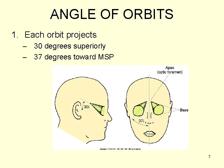 ANGLE OF ORBITS 1. Each orbit projects – 30 degrees superiorly – 37 degrees