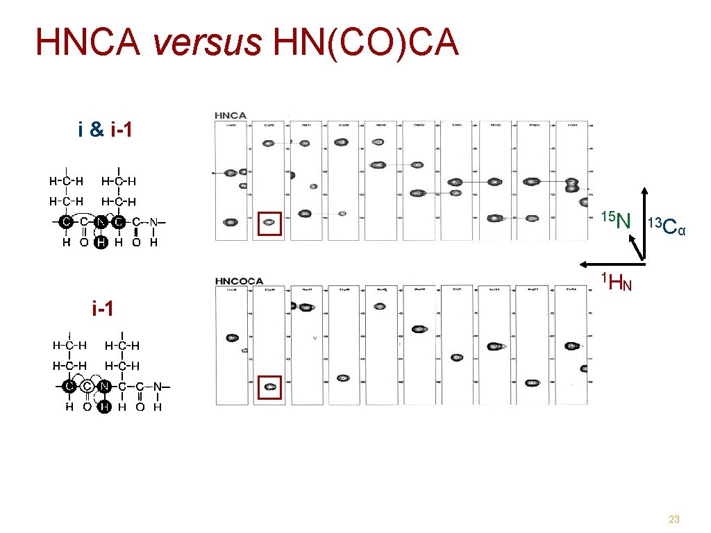 HNCA versus HN(CO)CA i & i-1 15 N 1 H 13 C α N