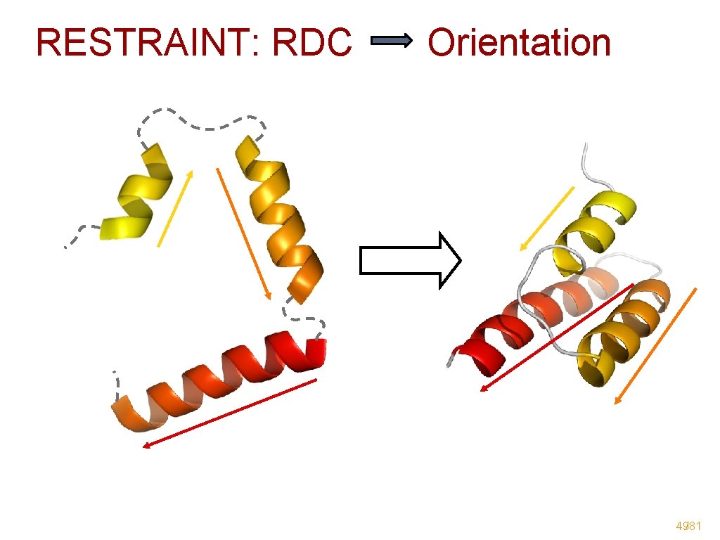 RESTRAINT: RDC Orientation 49/81 