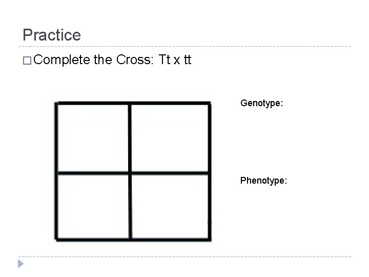 Practice � Complete the Cross: Tt x tt Genotype: Phenotype: Practice � Complete the Cross: Tt x tt Genotype: Phenotype: