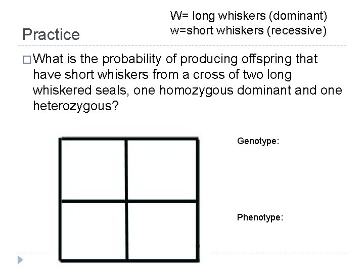 Practice W= long whiskers (dominant) w=short whiskers (recessive) � What is the probability of