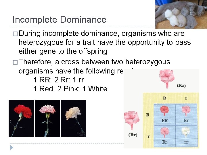 Incomplete Dominance � During incomplete dominance, organisms who are heterozygous for a trait have Incomplete Dominance � During incomplete dominance, organisms who are heterozygous for a trait have