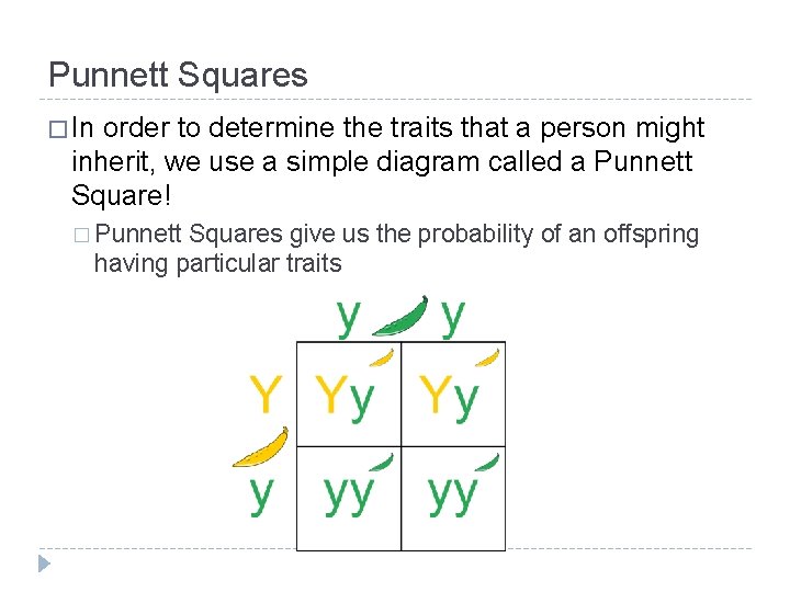 Punnett Squares � In order to determine the traits that a person might inherit, Punnett Squares � In order to determine the traits that a person might inherit,