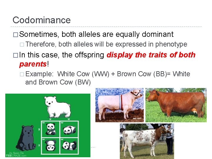 Codominance � Sometimes, � Therefore, both alleles are equally dominant both alleles will be Codominance � Sometimes, � Therefore, both alleles are equally dominant both alleles will be