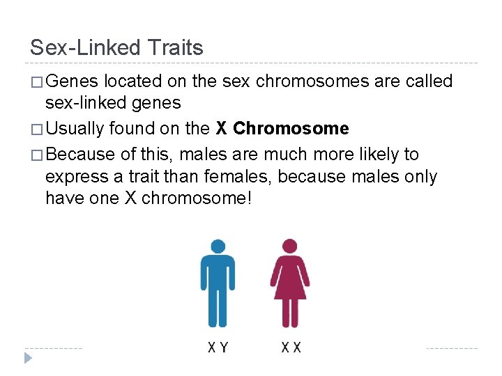 Sex-Linked Traits � Genes located on the sex chromosomes are called sex-linked genes � Sex-Linked Traits � Genes located on the sex chromosomes are called sex-linked genes �