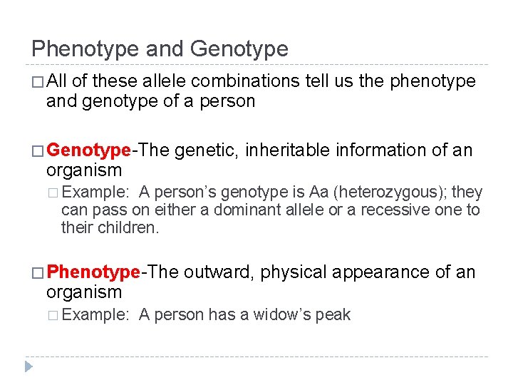 Phenotype and Genotype � All of these allele combinations tell us the phenotype and Phenotype and Genotype � All of these allele combinations tell us the phenotype and