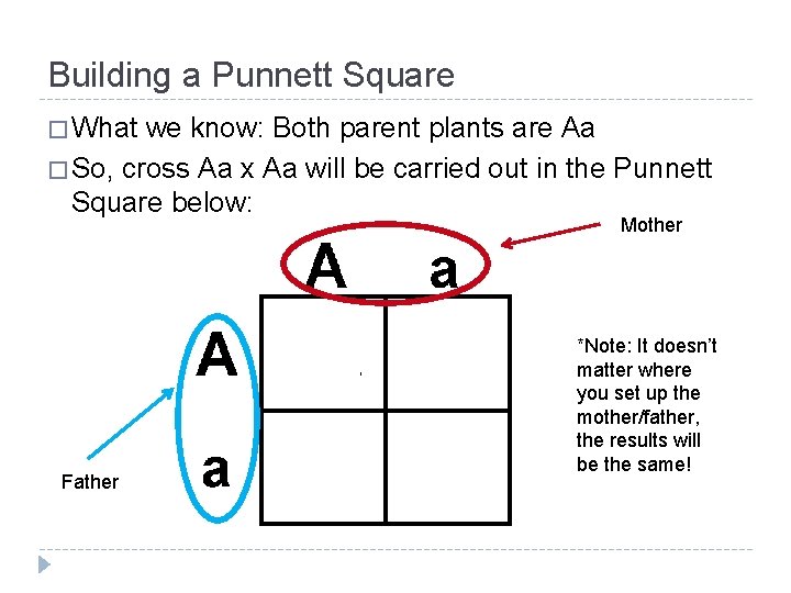 Building a Punnett Square � What we know: Both parent plants are Aa � Building a Punnett Square � What we know: Both parent plants are Aa �