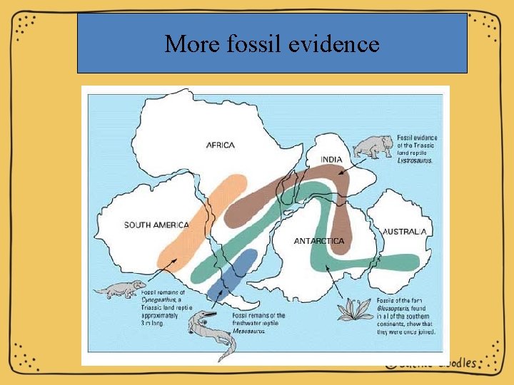 More fossil evidence 